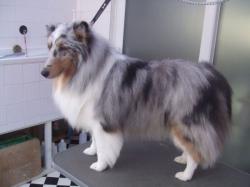 Collie after grooming - Medium Collie after grooming - Medium