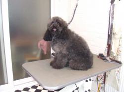 black poodle before grooming - Medium