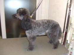 black poodle after grooming - Medium black poodle after grooming - Medium