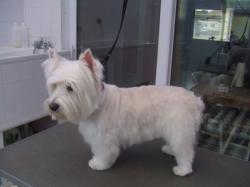 White Yorkshire terrier after grooming - Medium White Yorkshire terrier after grooming - Medium