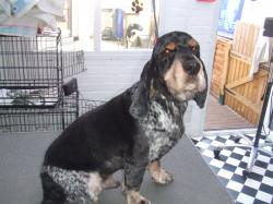cocker spaniel after grooming - Medium cocker spaniel after grooming - Medium