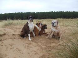 Kay's dogs - Medium Kay's dogs - Medium