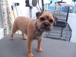 Border Terrier after grooming - Medium Border Terrier after grooming - Medium