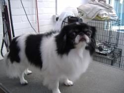 Japanese Chin after grooming - Medium Japanese Chin after grooming - Medium