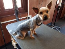 Yorkie after - Medium Yorkie after - Medium