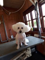 Bichon Frise after - Medium Bichon Frise after - Medium
