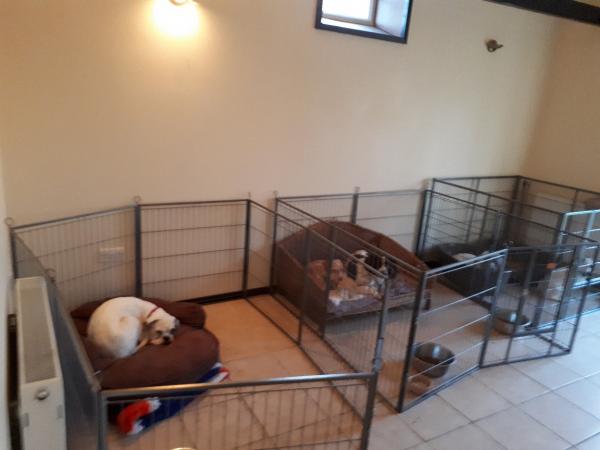 Dog boarding area - Large Dog boarding area - Large