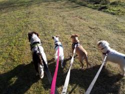 Out for walkies! - Medium Out for walkies! - Medium