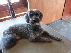 Black poodle after - Medium Black poodle after - Medium