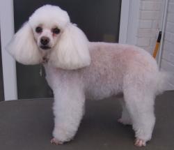 poodle1 after grooming - Medium poodle1 after grooming - Medium
