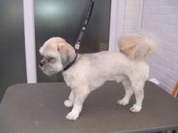 Shi Tzuh after grooming - Medium Shi Tzuh after grooming - Medium